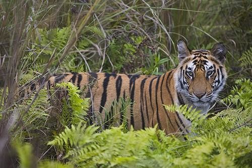 Biosphoto | 642982 | 17 months old Bengal tiger cub Bandhavgarh India | &copy; Theo Allofs / Biosphoto