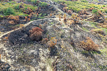 Biosphoto | 2628404 | 190 hectares of vegetation ravaged by flames during the fire on August 12, 2026, in the dunes of Mont St Frieux in Dannes, Pas de Calais, France - Aerial photo taken three weeks after the fire. | &copy; Yann Avril / Biosphoto