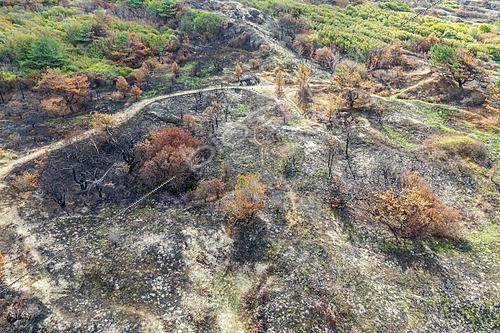 Biosphoto | 2628404 | 190 hectares of vegetation ravaged by flames during the fire on August 12, 2026, in the dunes of Mont St Frieux in Dannes, Pas de Calais, France - Aerial photo taken three weeks after the fire. | &copy; Yann Avril / Biosphoto