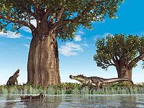 Biosphoto | 2479082 | 20-foot-long, 1-ton mahajangasuchid crocodyliforms of the genus Kaprosuchus mill about at water's edge near a baobab tree 95 million years ago in what is today Africa. A distant relative of the crocodile, and somewhat larger than modern saltwater crocodiles, Kaprosuchus is notable for boar-like tusks that that project above and below its skull (lending it the nickname BoarCroc). With legs longer than modern crocodiles', Kaprosuchus may have roamed Africa's plains in search of prey which likely included dinosaurs. . Baobabs, trees of the genus Adansonia from the mallow family, are large, drought-resistant trees with very thick trunks (a much as 40 feet in diameter) and growing as tall as 100 feet. The thick trunks can store an enormous amount of water. Baobabs are deciduous, shedding their leaves during the dry season. . The ground foliage is made up of varieties of fern while the reed-like water plants are in fact horsetails. | &copy; Walter Myers / Stocktrek Images / Biosphoto