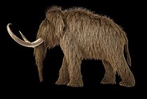 Biosphoto | 2478899 | 3D illustration of a woolly mammoth. Side view on black background with drop shadow. | &copy; Leonello Calvetti / Stocktrek Images / Biosphoto