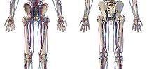 Biosphoto | 2476113 | 3D illustration of hip, legs and hands of skeletal system with arteries and veins. Rear and front view on white background. | &copy; Leonello Calvetti / Stocktrek Images / Biosphoto