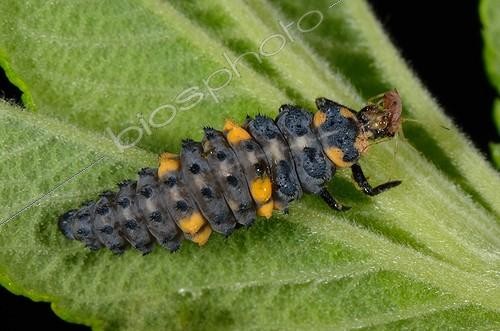 Biosphoto | 1941665 | 7 points Ladybug larva on a leaf - France  | &copy; Georges Lopez / Biosphoto