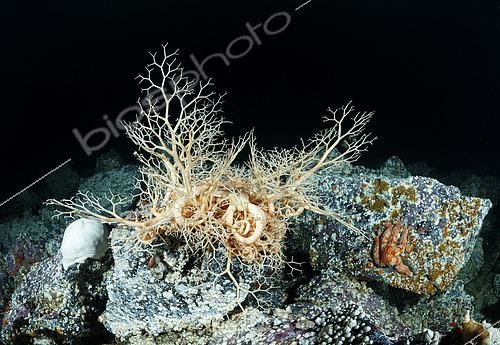 Biosphoto | 2614950 | A basket star (Gorgonocephalus eucnemis) unfurls its arms to feed. Vancouver Island, Canada. | &copy; Montgomery Gilchrist / Biosphoto