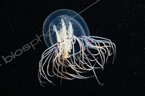 Biosphoto | 2614918 | A Bell Jellyfish (Scrippsia pacifica) during a night dive off Los Angeles California. | &copy; Montgomery Gilchrist / Biosphoto