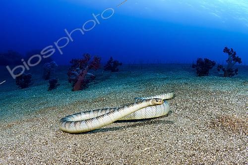 Biosphoto | 2614933 | A black-banded sea krait (Laticauda semifasciata) coils while examining its reflection in my dome port. Manuk Island, Indonesia | &copy; Montgomery Gilchrist / Biosphoto