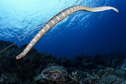 Biosphoto | 2614934 | A black-banded sea krait (Laticauda semifasciata) swims back into the reef to hunt after taking a quick breath at the surface. Manuk Island, Indonesia | &copy; Montgomery Gilchrist / Biosphoto