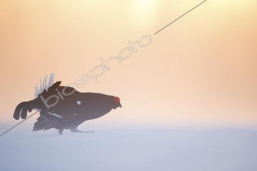 Biosphoto | 2397099 | A Blackcock (Lyrurus tetrix) displays in the early morning light during the lek in Norway. | &copy; Tesni Ward / Biosphoto