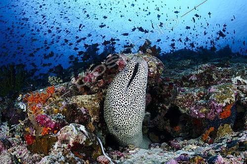 Biosphoto | 2614932 | A Blackspotted Moray Eel (Gymnothorax favagineus) watches a large school of juvenile Redtooth Triggerfish (Odonus niger). Banda Sea, Indonesia. | &copy; Montgomery Gilchrist / Biosphoto