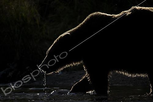 Biosphoto | 2397098 | A Brown Bear (Ursus arctos horribilis) fishes in the late evmed like the sun would never appear. Katmai, Alaska | &copy; Tesni Ward / Biosphoto