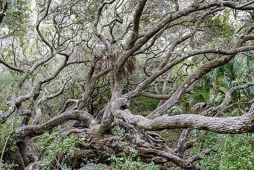 Biosphoto | 2614915 | A century-old Southern Live Oak (Quercus virginiana) grows atop a shell midden in coastal Florida. | &copy; Montgomery Gilchrist / Biosphoto
