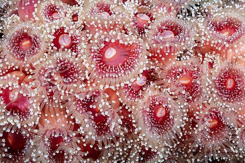 Biosphoto | 2614954 | A colony of Strawberry Anemones (Corynactis californica) growing on the superstructure of an offshore oil rig. Off the coast of Long Beach, California. | &copy; Montgomery Gilchrist / Biosphoto
