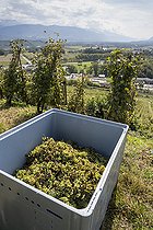 Biosphoto | 2592959 | A crate filled with bunches of white grapes from an organic production (AB Agriculture Biologique) Roussanne vineyard to make white wine, AOC Chignin Bergeron on harvest day between Montmelian and Chignin in Francin, France | &copy; Antoine Boureau / Biosphoto