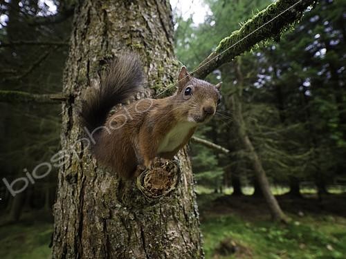 Biosphoto | 2397076 | A curious Red Squirrel (Sciurus vulgaris) perches to observe the photographer, Yorkshire Dales, UK. | &copy; Tesni Ward / Biosphoto