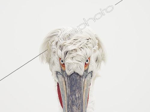 Biosphoto | 2397088 | A Dalmatian Pelican (Pelecanus crispus) looks hauntingly into the camera on Lake Kerkini, Greece. With fog shrouding the lake, this mature Dalmatian Pelican stood on the coastline nearby, scrapping with other younger pelicans before looking my way briefly. | &copy; Tesni Ward / Biosphoto