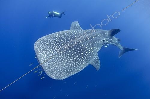 Biosphoto | 1921926 | A diver watches a Whaleshark   - West Papua | &copy; Mike Veitch / Biosphoto