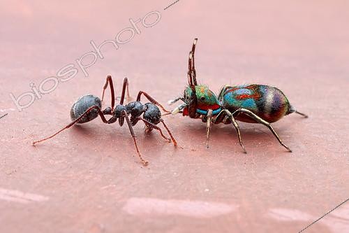 Biosphoto | 2391949 | A female jumping spider (Siler semiglaucus) catching, an ant (Dolichoderus sp.). | &copy; Husni Che Ngah / Biosphoto