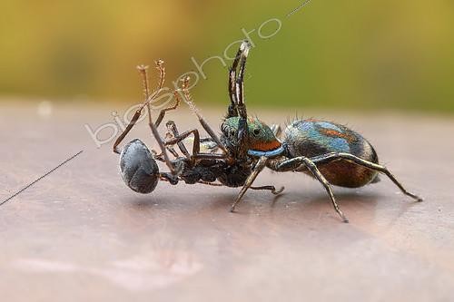 Biosphoto | 2391950 | A female jumping spider (Siler semiglaucus) catching, an ant (Dolichoderus sp.). | &copy; Husni Che Ngah / Biosphoto