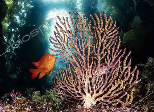 Biosphoto | 2614940 | A Garibaldi damselfish (Hypsypops rubicundus) and a California sheephead (Bodianus pulcher) swim around a gorgonian (Muricea californica). Catalina Island, California | &copy; Montgomery Gilchrist / Biosphoto