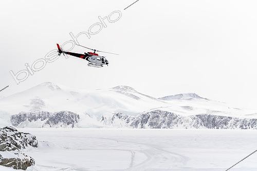 Biosphoto | 2590467 | A German BGR helicopter used in Terre Victoria to transport geologists to specific research points. These are one-off scientific programs, involving the collaboration of several countries, in this case Germany and Italy. The Germans set up a base camp several dozen kilometers from the Italian Mario Zucchelli station, using Italian logistical resources such as the Laura Bassi icebreaker to transport the helicopter, the equipment needed to set up the base camp, scientific equipment and, of course, personnel. All of this was delivered to the Mario Zucchelli station for onward transport by helicopter to the search site. Victoria Land, Antarctica | &copy; Armand Patoir / Biosphoto