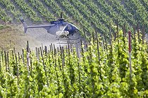 Biosphoto | 1522428 | A helicopter spraying wine along the Moselle River with an agent against fungal infestation in places difficult to access in the vineyards, Rhineland-Palatinate, Germany, Europe | &copy; Martin Moxter / imageBROKER / Biosphoto