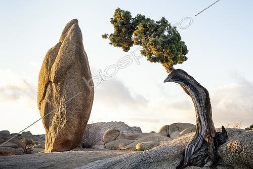 Biosphoto | 2614917 | A Juniper Pine (Juniperus californica) seems to reach out to a granite boulder in California's Joshua Tree national park. | &copy; Montgomery Gilchrist / Biosphoto