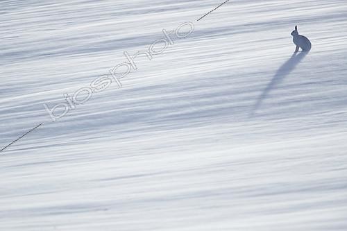 Biosphoto | 2397081 | A lone Mountain Hare (Lepus timidus) braves the snow drifts in the Cairngorms National Park, UK. With strong winds blowing recently fallen snow high into the air, the landscape was transformed into a windswept harsh mountainside. With winds hitting up to 60mph at times, individuals could not spend long out in the exposed landscape, only crossing it when essential to minimise heat loss. | &copy; Tesni Ward / Biosphoto