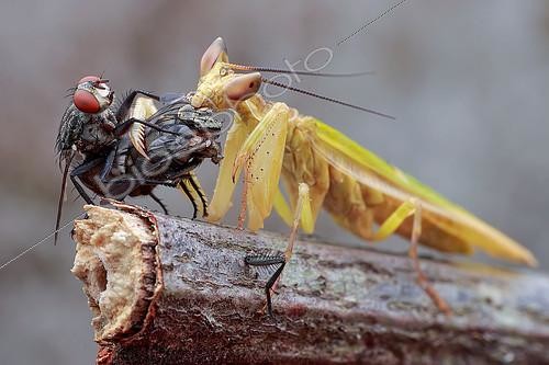 Biosphoto | 2392604 | A male flower mantis (Creobroter sp.) eating the female flesh fly (Sarcophaga sp) while the male continue mating. | &copy; Husni Che Ngah / Biosphoto