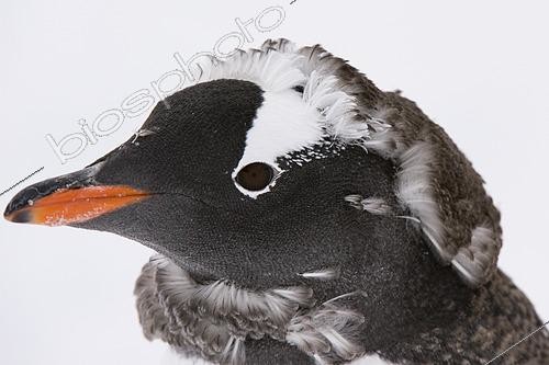 Biosphoto | 2434452 | A molting gentoo penguin chick (Pygoscelis papua), Petermann Island, Antarctica. | &copy; Sergio Pitamitz / Biosphoto