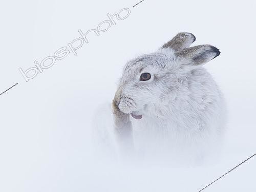 Biosphoto | 2397071 | A Mountain Hare (Lepus timidus) preens in the Cairngorms National Park, UK. | &copy; Tesni Ward / Biosphoto