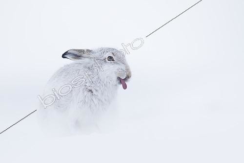 Biosphoto | 2397092 | A Mountain Hare (Lepus timidus) sticks his tongue out whilst preening in the Cairngorms National Park, UK. | &copy; Tesni Ward / Biosphoto