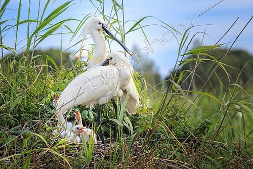 Biosphoto | 2610422 | A pair of Eurasian spoonbills (Platalea leucorodia) on their nest with their young, in a marsh of the Sado River estuary national reserve, Portugal. | &copy; Alain Roux / Biosphoto