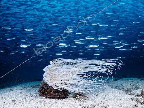 Biosphoto | 2614926 | A pastel tube anemone (Cerianthus genus) beneath a shoal of silversides. Raja Ampat Indonesia | &copy; Montgomery Gilchrist / Biosphoto