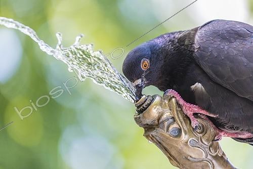 Biosphoto | 2442397 | A pigeon drinking water at a fountain, Zürich, Switzerland, Europe | &copy; bildbaendiger / imageBROKER / Biosphoto