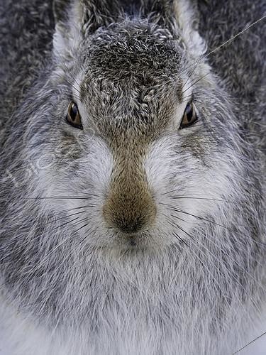 Biosphoto | 2397064 | A portrait of a Mountain Hare (Lepus timidus) in the Cairngorms National Park, UK. | &copy; Tesni Ward / Biosphoto