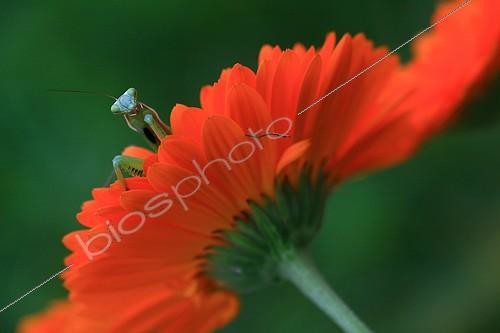 Biosphoto | 739268 | A praying mantis on a flower garden Souci  ; The praying mantis cleans antennas | &copy; Pascal Pittorino / Biosphoto