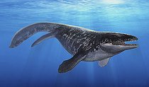 Biosphoto | 2478543 | A Prognathodon saturator swimming in prehistoric waters. | &copy; Sergey Krasovskiy / Stocktrek Images / Biosphoto