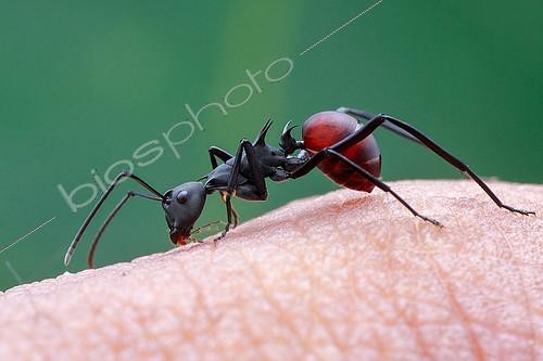 Biosphoto | 2392028 | A spiny ant (Formicidae - Polyrhachis (Myrmhopla) abdominalis) licking all over the photographer's hand. | &copy; Husni Che Ngah / Biosphoto