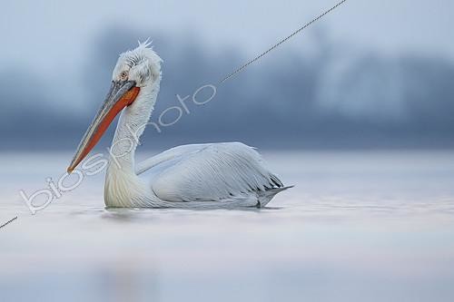 Biosphoto | 2397063 | A sub-adult Dalmatian Pelican (Pelecanus crispus) rests on the water on Lake Kerkini, Greece. | &copy; Tesni Ward / Biosphoto