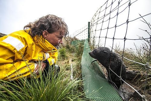 Biosphoto | 2431601 | A tourist meets a curious baby Subantarctic fur seal (Arctocephalus tropicalis) in Amsterdam Island. French Southern and Antarctic Lands | &copy; Thibaut Vergoz / Biosphoto