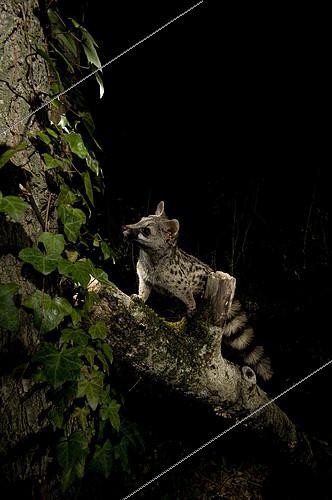 Biosphoto | 2148355 | A wild Genet (Genetta genetta), looking for asleep birds in the trees. Huesca, Spain | &copy; Jorge Ruiz del Olmo / Biosphoto