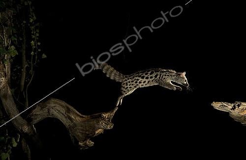 Biosphoto | 2148354 | A wild Genet jumping in the night. Hoya de Huesca, Spain | &copy; Jorge Ruiz del Olmo / Biosphoto