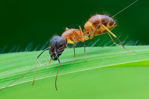 Biosphoto | 2391929 | A yellow ant (Camponotus sp.) on a grass leaf. | &copy; Husni Che Ngah / Biosphoto