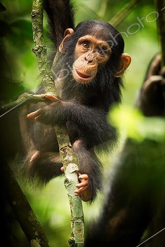 Biosphoto | 2397069 | A young Chimpanzee (Pan troglodytes) plays in the treetops in the remote rainforests of Africa. | &copy; Tesni Ward / Biosphoto