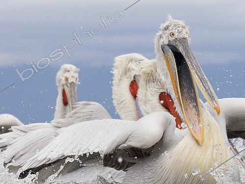 Biosphoto | 2397051 | A young Dalmatian Pelican (Pelecanus crispus)on Lake Kerkini, Greece. | &copy; Tesni Ward / Biosphoto