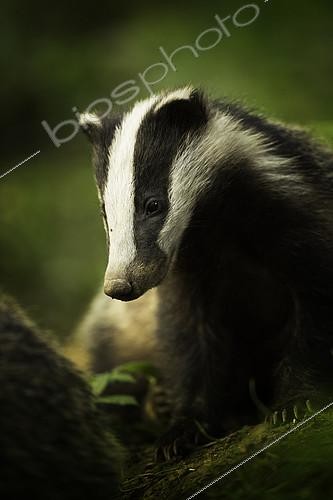 Biosphoto | 2397057 | A young European Badger (Meles meles) rests briefly in the Peak District National Park, UK. 1st place at BWPA 2018(British Wildlife Photographer Awards). | &copy; Tesni Ward / Biosphoto