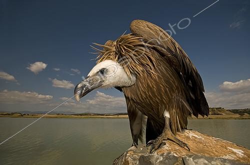Biosphoto | 2148334 | A young Grifon Vulture (Gyps fulvus) feeding on a carcasse, Hoya de Huesca, Spain | &copy; Jorge Ruiz del Olmo / Biosphoto