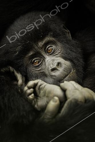 Biosphoto | 2397072 | A young Mountain Gorilla (Gorilla beringei beringei) rests in his mothers embrace in the remote rainforests of Africa. | &copy; Tesni Ward / Biosphoto
