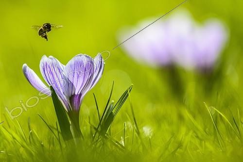 Biosphoto | 2285015 | Abeille approchant d'une fleur de Crocus (Crocus sp.), Bavière, Allemagne | &copy; Günter Lenz / imageBROKER / Biosphoto
