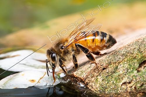 Biosphoto | 2621696 | Abeille domestique (Apis mellifera) buvant de l'eau, Dent de Rez depuis Reynouard, commune de Gras, Ardèche, France | &copy; Stéphane Vitzthum / Biosphoto